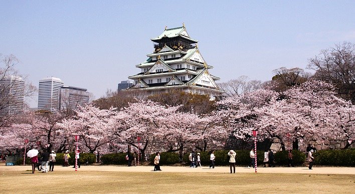 Osaka Castle surrounded by cherry blossoms